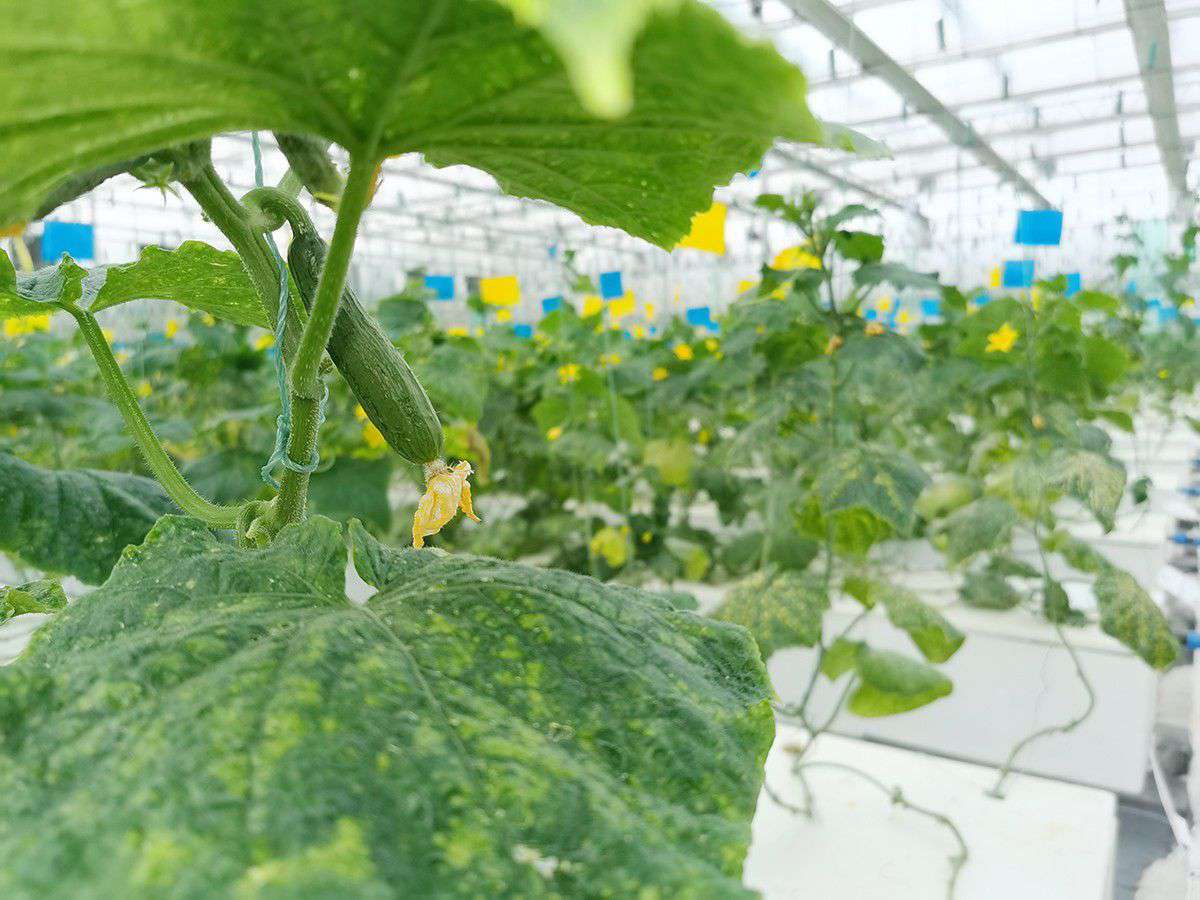 2019年营业部旅行植物农场_拉斯维加斯游戏集团